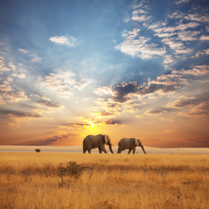voyage en afrique
