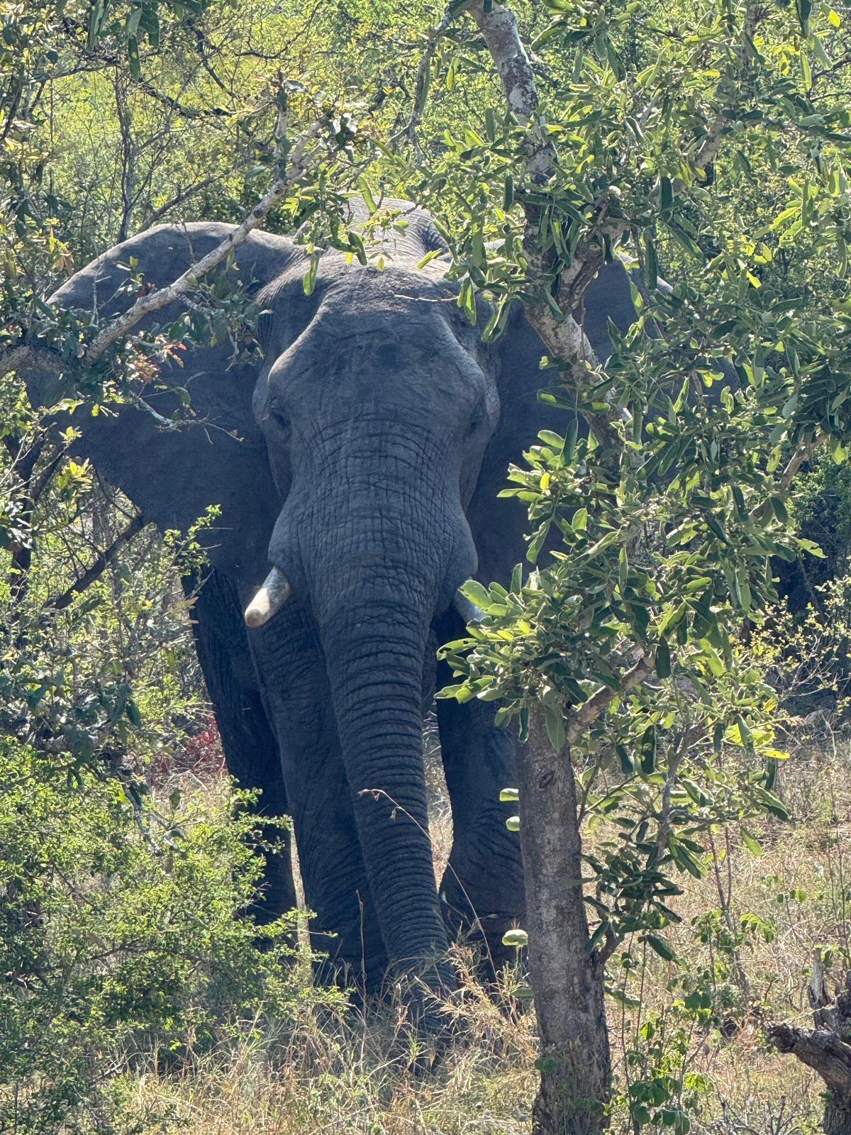 Mon Road Trip en Afrique du Sud